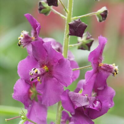 Verbascum 'Plum Smokey' ® - Photo by Geaster (CC BY-SA 3.0)