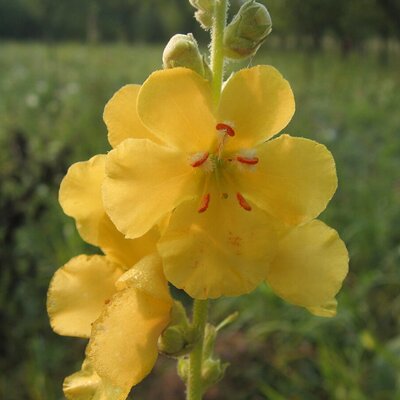 Verbascum 'Primrose Path' - Photo by la la means I love you (CC BY-SA 3.0)