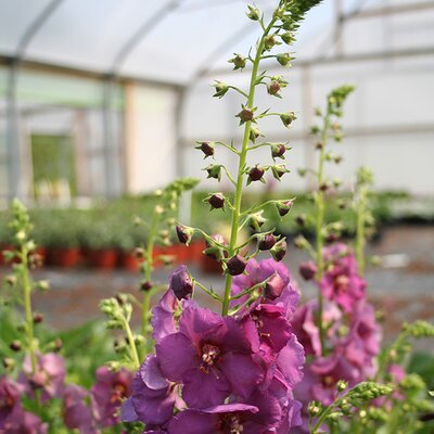 Verbascum 'Sugar Plum' - Image courtesy of Schram 