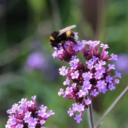 Verbena Bon.Lollipop (2L pot)