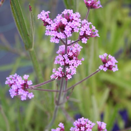Verbena bonariensis (1L pot)