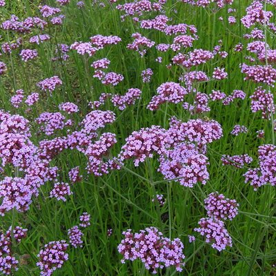 Verbena Bonariensis - Photo by frank wouters (CC BY-SA 2.0)