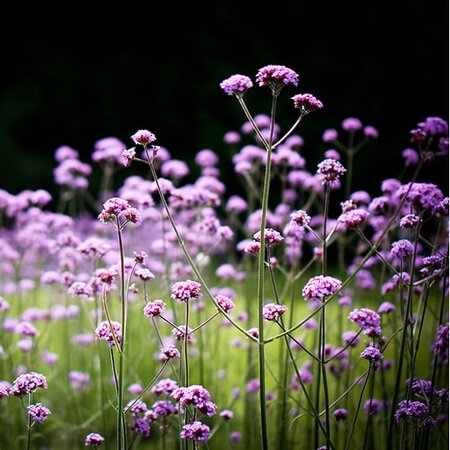 Verbena bonariensis - Photo by Judy Dean (CC BY-SA 2.0)