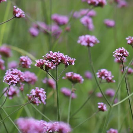 Verbena bonariensis 'Lollipop' - Image by Annette Meyer from Pixabay 