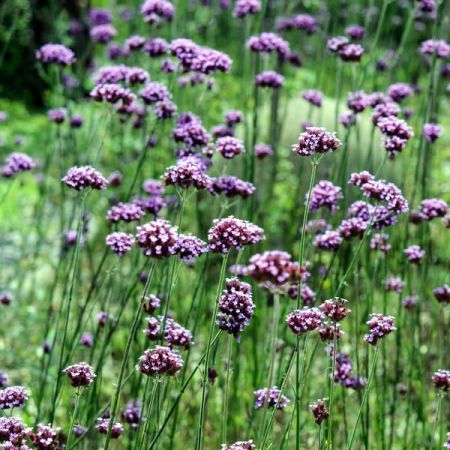 Verbena Bonariensis 'Lollipop' (2L pot)