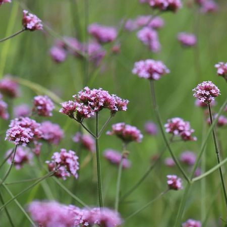 Verbena bonariensis “Lollipop” -  Image by Annette Meyer from Pixabay 