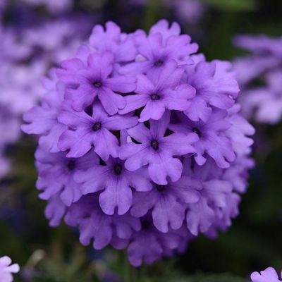 Verbena 'EnduraScape Blue' (2L pot)