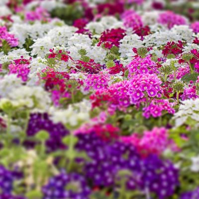 Verbena In Varieties - Image by Foto-Rabe from Pixabay 