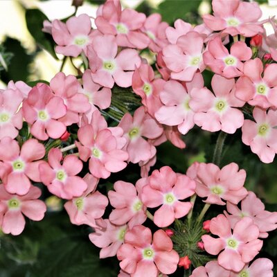 Verbena  'Pink' - Photo by Sheila Brown (CC0)