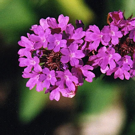 Verbena rigida 'Venosa' - Photo by Dick Culbert from Gibsons, B.C., Canada (CC BY 2.0)