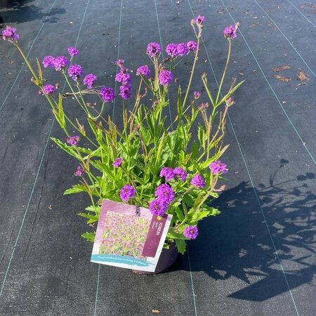 Verbena Venosa - Image courtesy of PlantLine