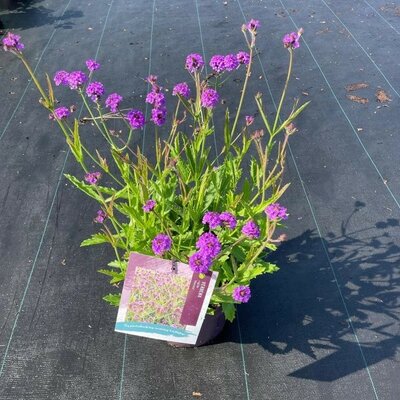 Verbena Venosa (15cm pot)