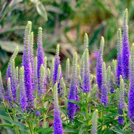 Veronica 'Anniversary Blue' - Image by Piotr Witowski from Pixabay 