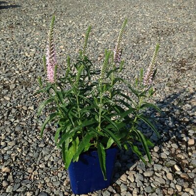 Veronica 'Moody Blues Pink' - Photo by Valleybrook Gardens (Public Domain - CC0)