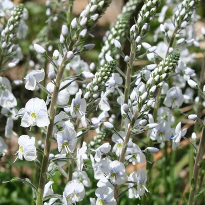 Veronica 'Tissington White' - Public Domain Image