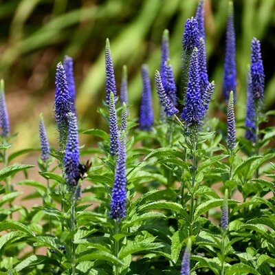 Veronica 'Ulster Blue Dwarf' - Photo by Paul Brennan (CC0)