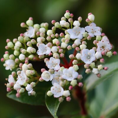 Viburnum 'Anne Russell' - Image by Annette Meyer from Pixabay 