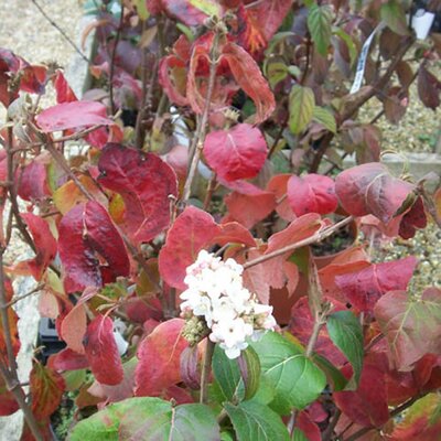 Viburnum Carlesii 'Diana' (7.5L pot)