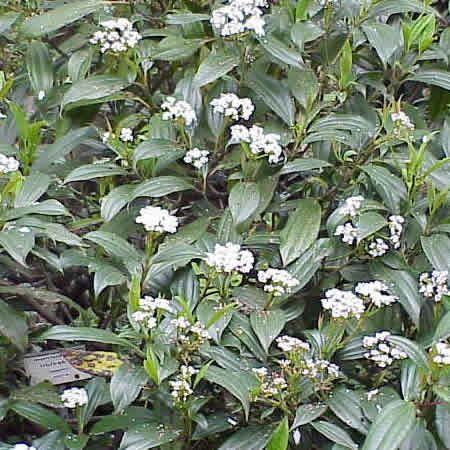 Viburnum Davidii - Photo by Sony Mavica (GFDL)
