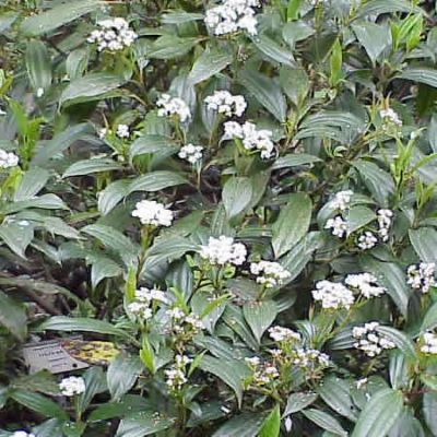Viburnum Davidii (3L pot)
