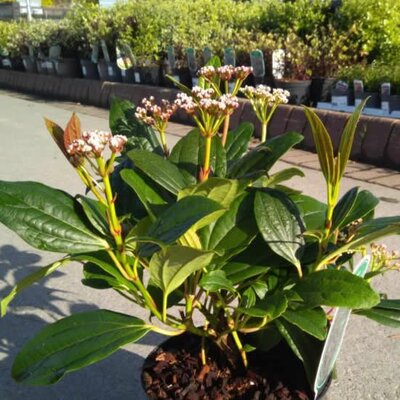 Viburnum 'Davidii' (2L pot)