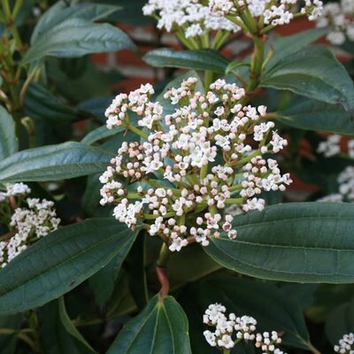 Viburnum 'Davidii' - Photo by Sten Porse (CC BY-SA 3.0)