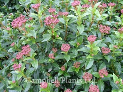 Viburnum Eva Price budding  - Image courtesy of Campbells Plants