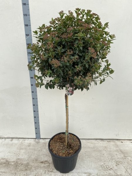 - Image courtesy of Impulse Plants