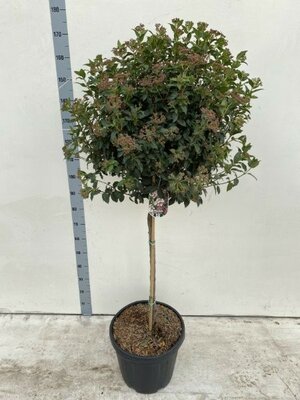 Viburnum tinus 'Eve Price' (Mini Standard, 9L pot)