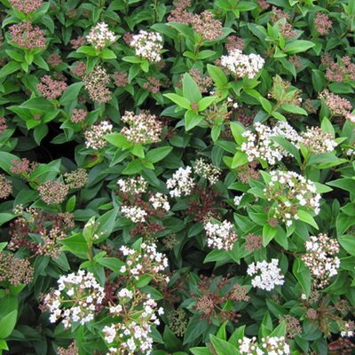 Viburnum 'Eve Price' Std (45L pot)