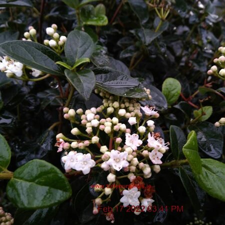 Viburnum Eve Price  - Image courtesy of Tully Nursery