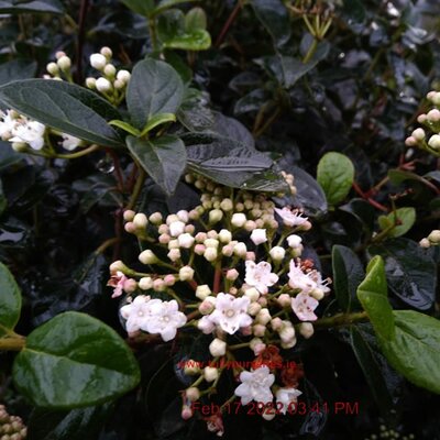 Viburnum Eve Price  - Image courtesy of Tully Nursery