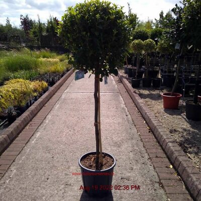Viburnum Eve Price half std  - Image courtesy of Tully Nursery