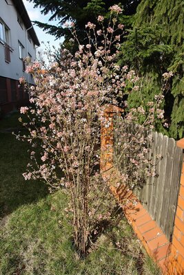 Viburnum farreri - Photo by Kolasiński Marcin (CC BY-SA 4.0)
