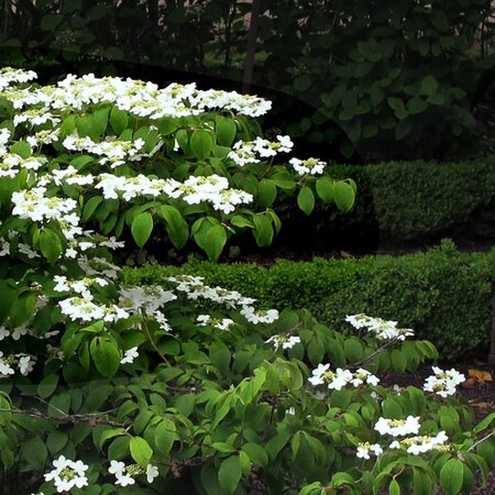 Viburnum plicatum 'Kilimandjaro' ® - Photo by jacilluch (CC BY-SA 2.0)
