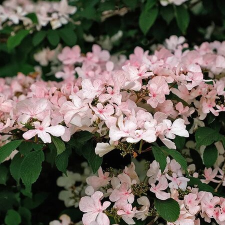 Viburnum 'Kilimandjaro Sunrise - Public image here under fair use