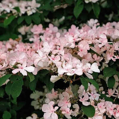 Viburnum 'Kilimandjaro Sunrise - Public image here under fair use