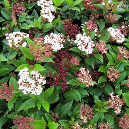 Viburnum 'Lisa Rose' (3L pot)