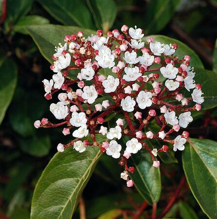 Viburnum Tinus "Lisa Rose" -  Photo by Leonora (Ellie) Enking (CC BY-SA 2.0)