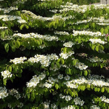 'Viburnum Mariesii' - photo by Derek Harper (CC License)