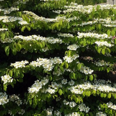 'Viburnum Mariesii' - photo by Derek Harper (CC License)