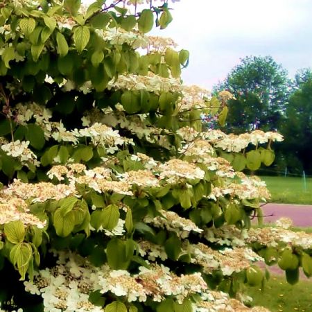 Viburnum 'Mariesii' (3L pot)