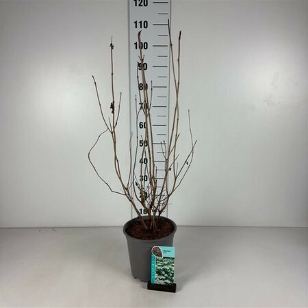 Viburnum opulus - Image courtesy if Pannebakker