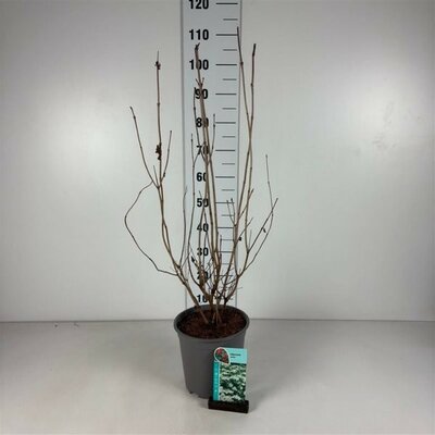 Viburnum opulus - Image courtesy if Pannebakker