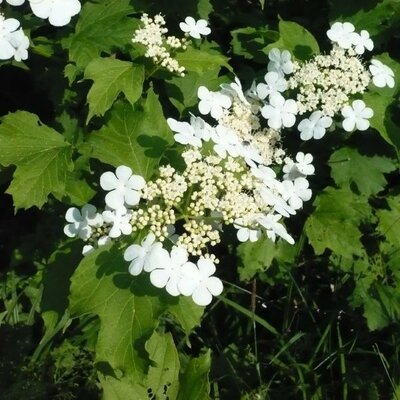 Viburnum opulus - Image courtesy if PictureThis(CC-BY-SA-3.0 /Cropped and compressed from original)