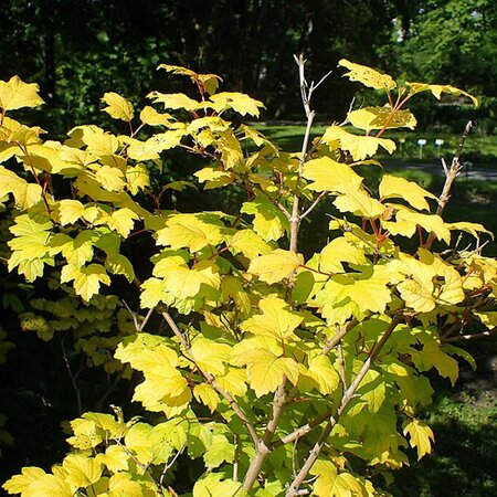 Viburnum opulus 'Aureum' - Photo by Krzysztof Ziarnek, Kenraiz (CC BY-SA 4.0)