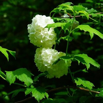 Viburnum opulus 'Roseum'