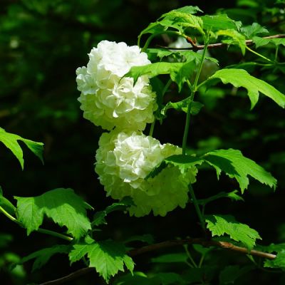Viburnum opulus Roseum - Image by Hans Braxmeier from Pixabay 