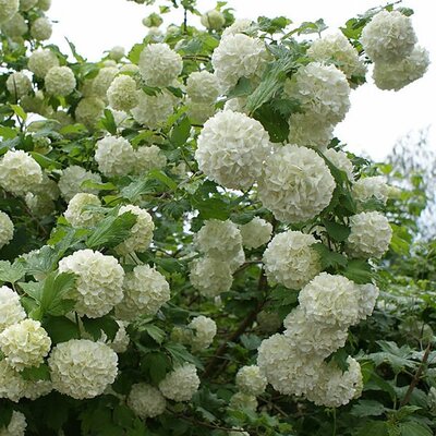 Viburnum opulus 'Roseum' (3L pot)