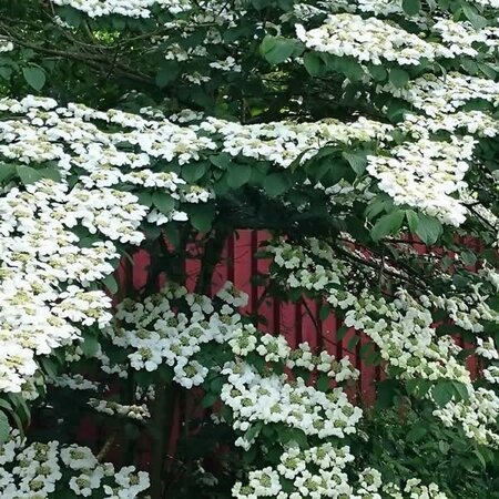 Viburnum 'Dart's Red Robin' - Public image here under fair use